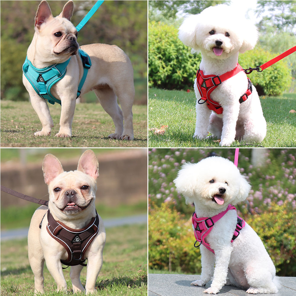 Harness and Leash Set Pet Acce - Off White Belt 评论和价格