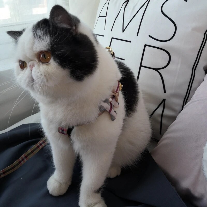 2pcs/set Pet Vest Lovely Colla - Off White Belt 评论和价格